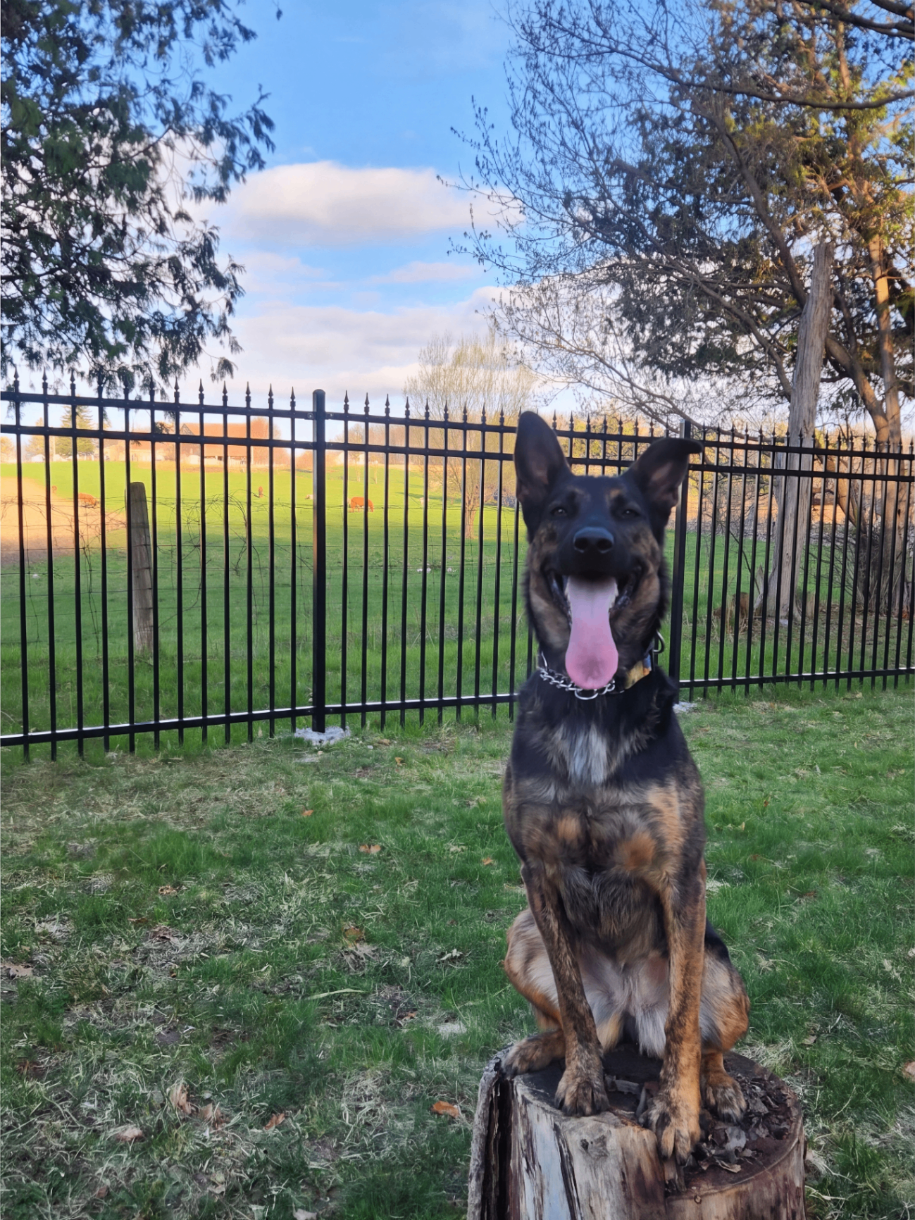 Shepherd sitting on a tree stump by the fence