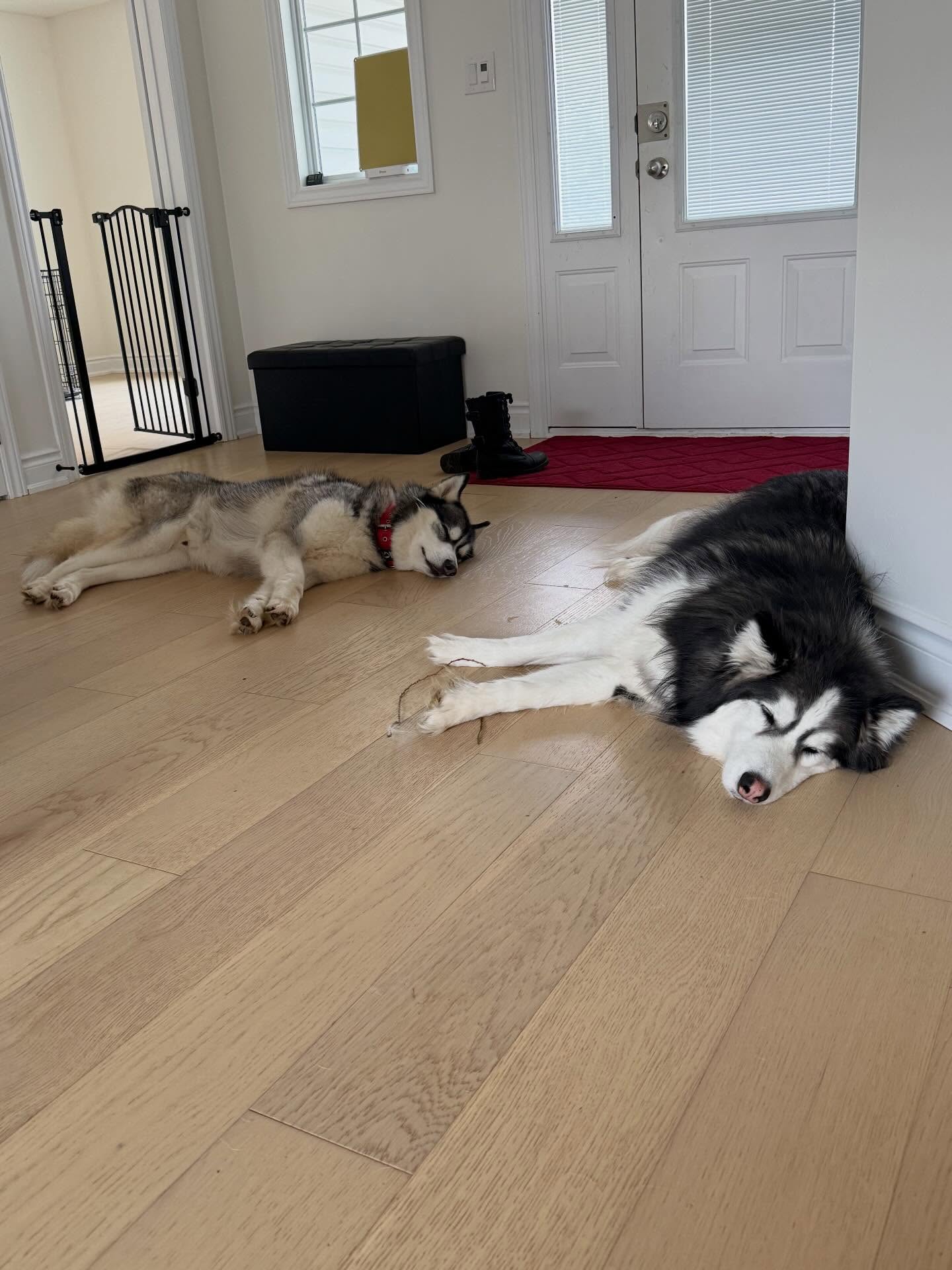 Two huskies napping by the front door